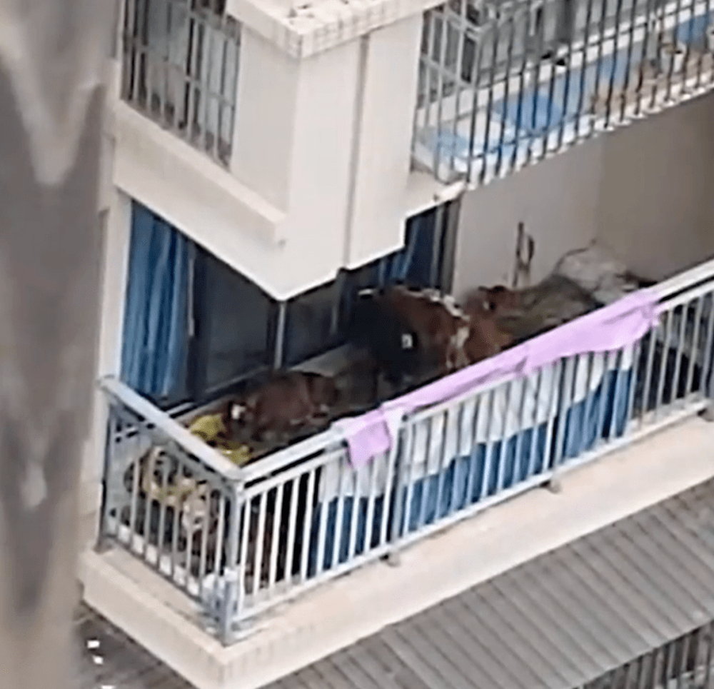Hàng xóm nuôi 7 con bò trên ban công tầng 5 chung cư