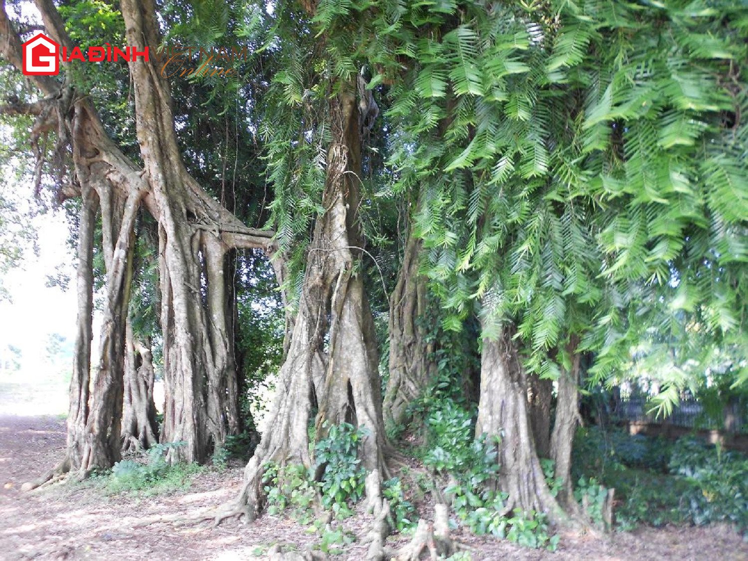 Độc đáo cây sanh ma làng 800 tuổi ở Hoà Bình